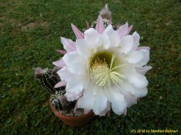 Trichocereus Hybride  01